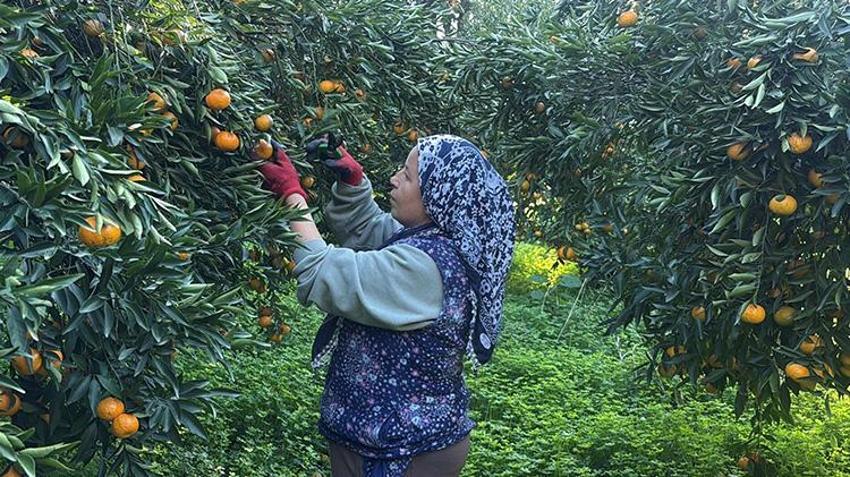 Bodrum mandalinasında fiyat uçurumu! Bahçede 15 TL'den satılıyor