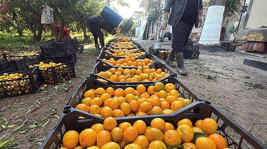 Bodrum mandalinasında fiyat uçurumu! Bahçede 15 TL'den satılıyor