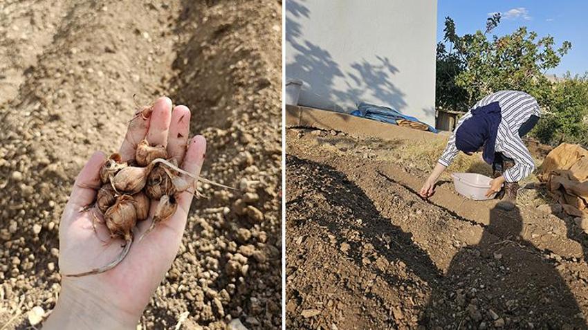 Siirt'te ziraat fakültesi öğrencisi bir ilke imza attı! Dünyanın en pahalı baharatını yetiştirdi