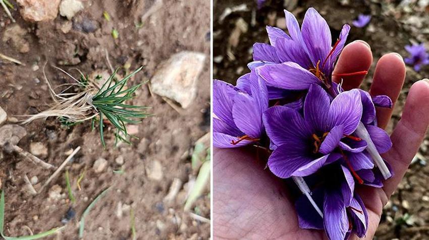 Siirt'te ziraat fakültesi öğrencisi bir ilke imza attı! Dünyanın en pahalı baharatını yetiştirdi