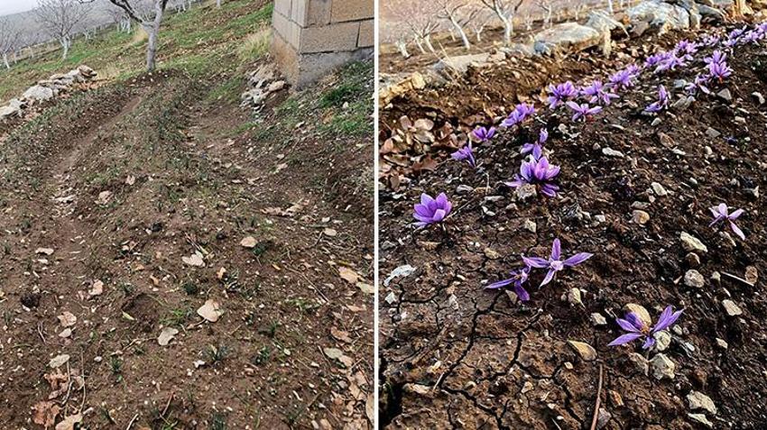 Siirt'te ziraat fakültesi öğrencisi bir ilke imza attı! Dünyanın en pahalı baharatını yetiştirdi