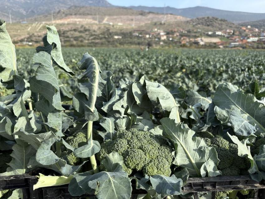 11 ay beklendi, hasat başladı! Üretimin yüzde 50'si İzmir'de: Fiyatını üçe katladı