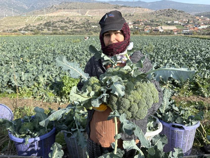 11 ay beklendi, hasat başladı! Üretimin yüzde 50'si İzmir'de: Fiyatını üçe katladı