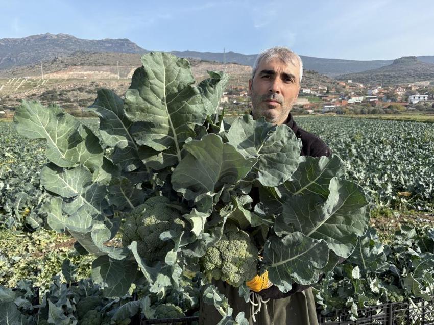 11 ay beklendi, hasat başladı! Üretimin yüzde 50'si İzmir'de: Fiyatını üçe katladı