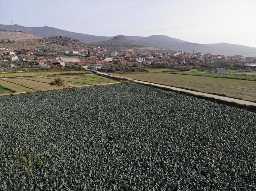 11 ay beklendi, hasat başladı! Üretimin yüzde 50'si İzmir'de: Fiyatını üçe katladı