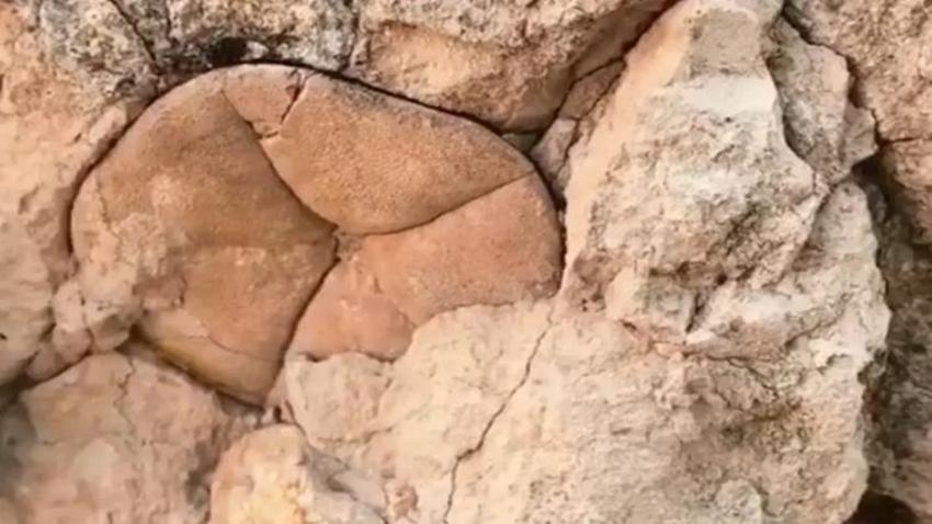 Malatya'nın jeolojik hazinesi ilçesinde bulundu! İzleri Arapgir'de ortaya çıktı