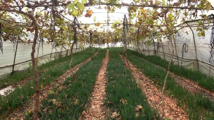 Amasya'da eşi bir söz söyledi, 75 yaşında sera kurdu! Hasat evinin önünde başladı