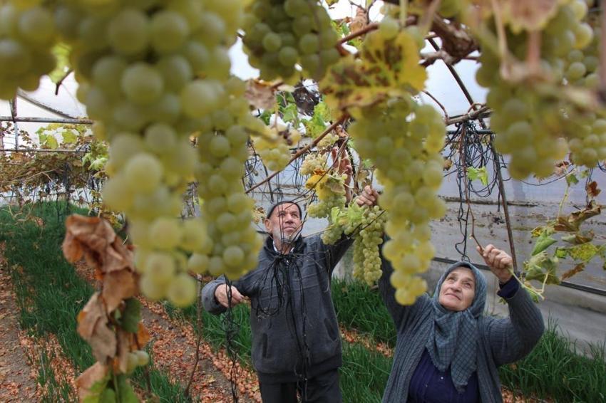 Amasya'da eşi bir söz söyledi, 75 yaşında sera kurdu! Hasat evinin önünde başladı