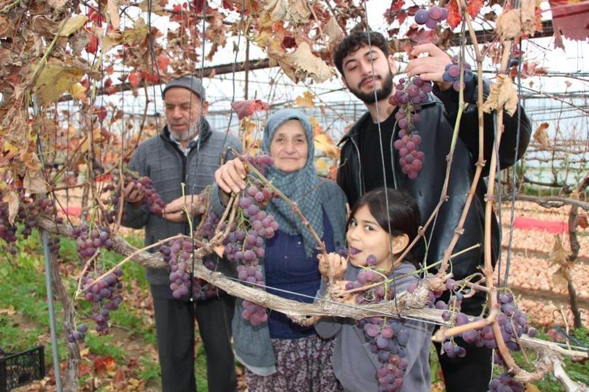 Amasya'da eşi bir söz söyledi, 75 yaşında sera kurdu! Hasat evinin önünde başladı