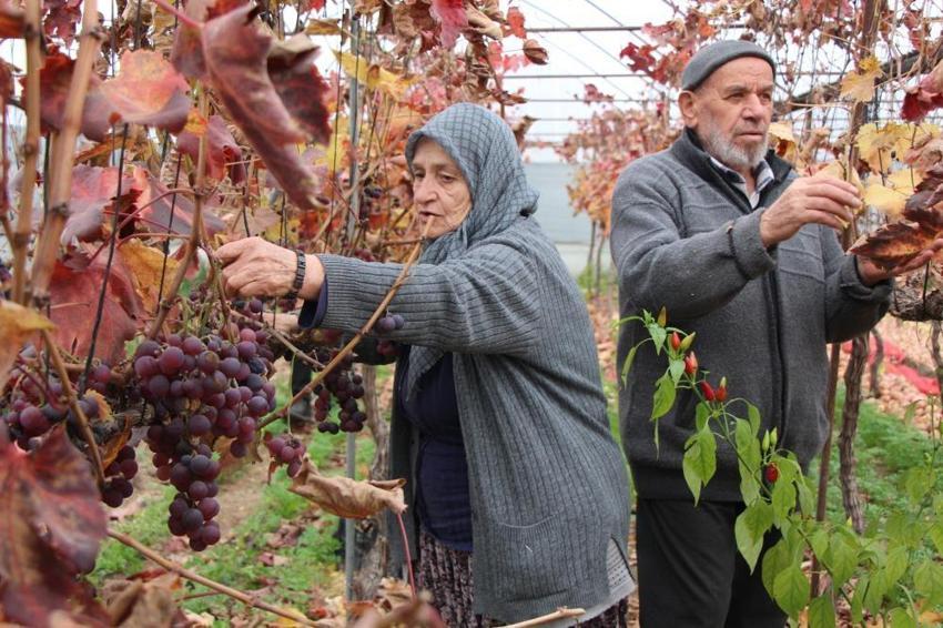 Amasya'da eşi bir söz söyledi, 75 yaşında sera kurdu! Hasat evinin önünde başladı