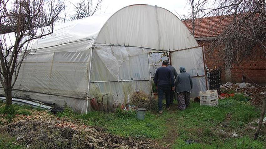 75 Yaşındaki Feruziye nine üzüm hasadına başladı! Kilosunu 100 liradan satıyor