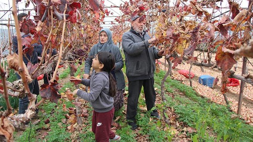 75 Yaşındaki Feruziye nine üzüm hasadına başladı! Kilosunu 100 liradan satıyor