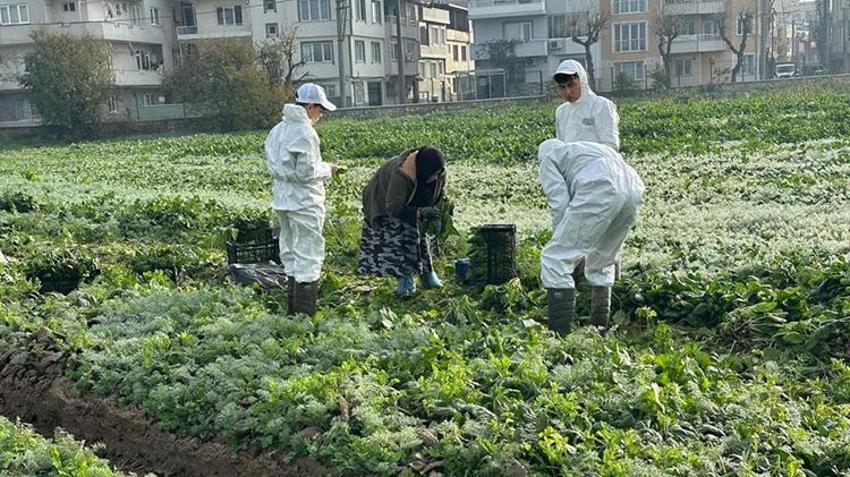 Bursa'da örnek tarım projesi! Tarımsal ilaç kullanılmadan ata tohumundan üretilen sebzeler sofralara geliyor