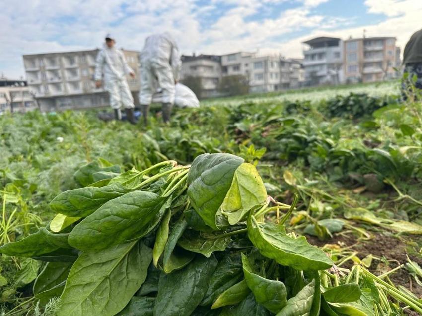 Bursa'da örnek tarım projesi! Tarımsal ilaç kullanılmadan ata tohumundan üretilen sebzeler sofralara geliyor