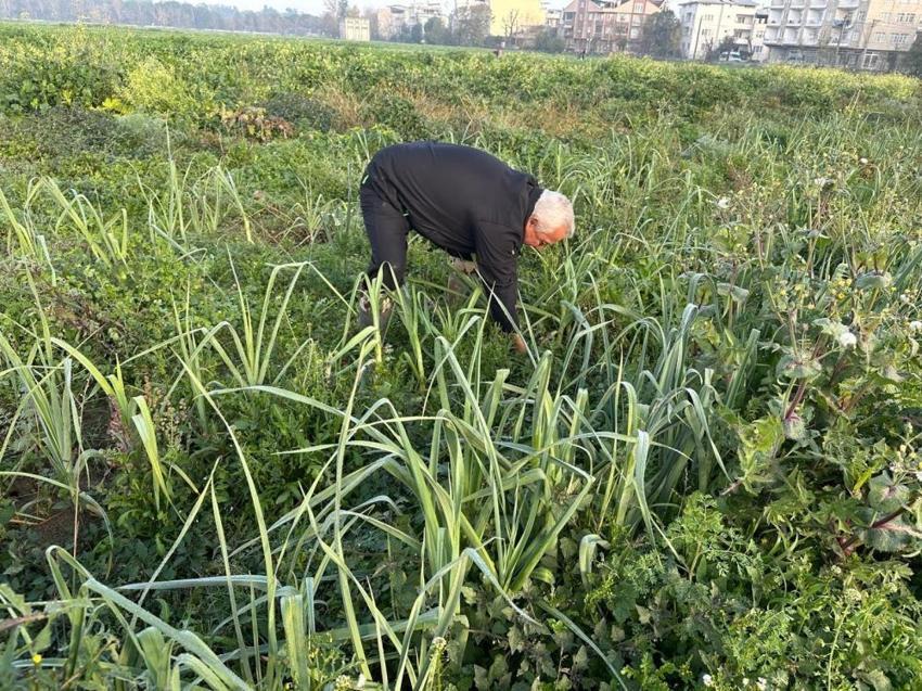 Bursa'da örnek tarım projesi! Tarımsal ilaç kullanılmadan ata tohumundan üretilen sebzeler sofralara geliyor