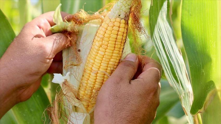 Şanlıurfa'da buğday, mısır, arpa ve mercimek alım fiyatı ne kadar? Şanlıurfa hububat alım fiyatları güncellendi