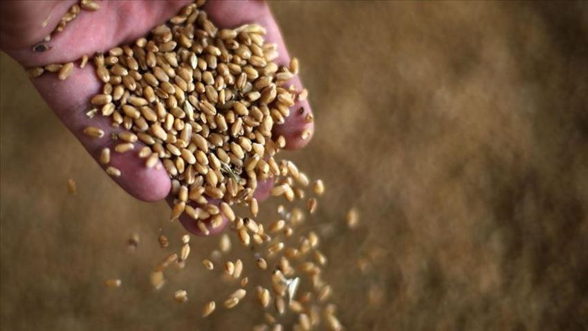 Şanlıurfa'da buğday, mısır, arpa ve mercimek alım fiyatı ne kadar? Şanlıurfa hububat alım fiyatları güncellendi