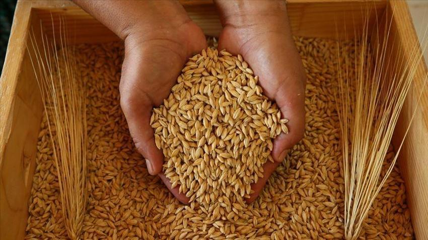 Şanlıurfa'da buğday, mısır, arpa ve mercimek alım fiyatı ne kadar? Şanlıurfa hububat alım fiyatları güncellendi