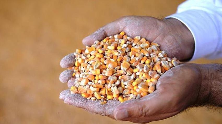 Şanlıurfa'da buğday, mısır, arpa ve mercimek alım fiyatı ne kadar? Şanlıurfa hububat alım fiyatları güncellendi