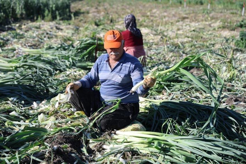 İşçiler Adana'ya akın etti: Yüzlerce dönümde hasat başladı! İlçenin tamamı kokmaya başladı