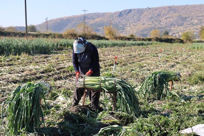 İşçiler Adana'ya akın etti: Yüzlerce dönümde hasat başladı! İlçenin tamamı kokmaya başladı