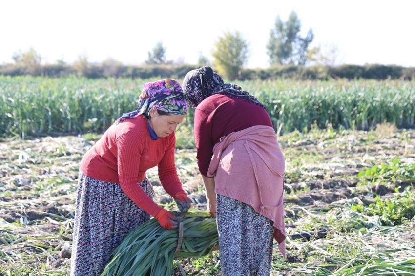 İşçiler Adana'ya akın etti: Yüzlerce dönümde hasat başladı! İlçenin tamamı kokmaya başladı