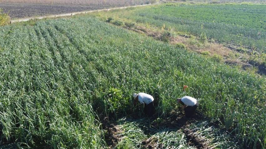 İşçiler Adana'ya akın etti: Yüzlerce dönümde hasat başladı! İlçenin tamamı kokmaya başladı
