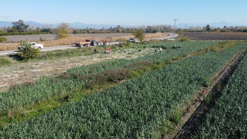 İşçiler Adana'ya akın etti: Yüzlerce dönümde hasat başladı! İlçenin tamamı kokmaya başladı