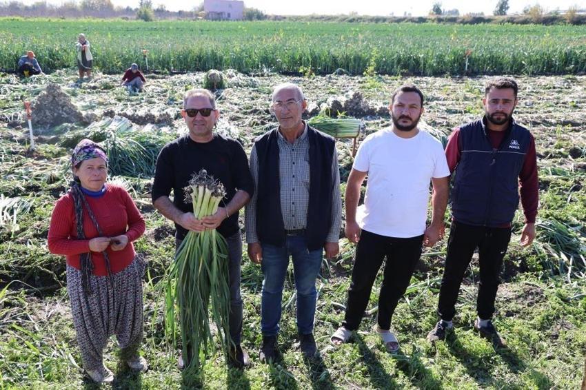 İşçiler Adana'ya akın etti: Yüzlerce dönümde hasat başladı! İlçenin tamamı kokmaya başladı