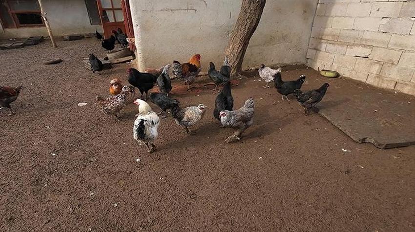 Asgari ücretle çalışmayı reddedip İstanbul'u terk etti! 2 bin TL sermayeyle başlayıp köyünü ürettim üssüne çevirdi