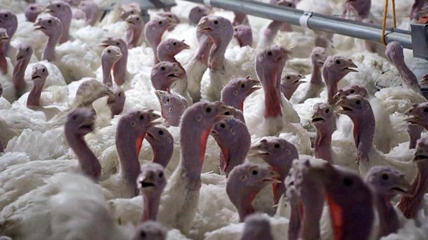 Yılbaşı sofralarının vazgeçilmez yemeği hindinin fiyatı belli oldu! Batıda yılın 12 ayı tüketiliyor Türkiye'de yılbaşında hatırlanıyor