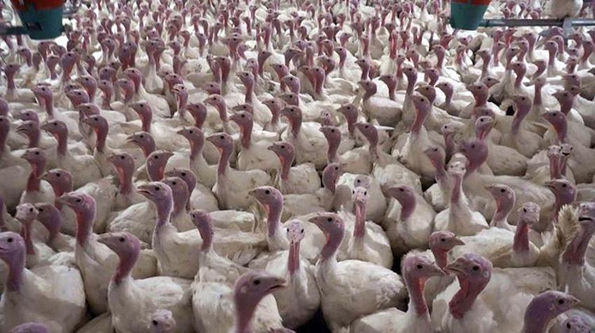 Yılbaşı sofralarının vazgeçilmez yemeği hindinin fiyatı belli oldu! Batıda yılın 12 ayı tüketiliyor Türkiye'de yılbaşında hatırlanıyor