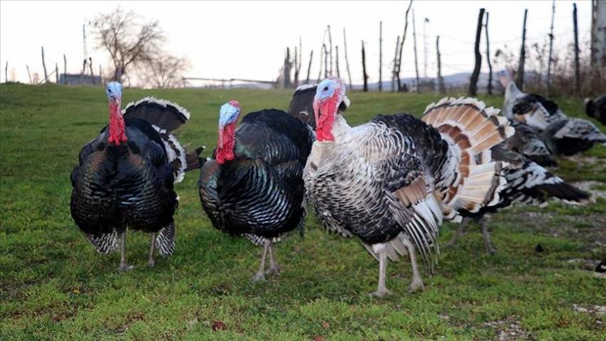 Yılbaşı sofralarının vazgeçilmez yemeği hindinin fiyatı belli oldu! Batıda yılın 12 ayı tüketiliyor Türkiye'de yılbaşında hatırlanıyor