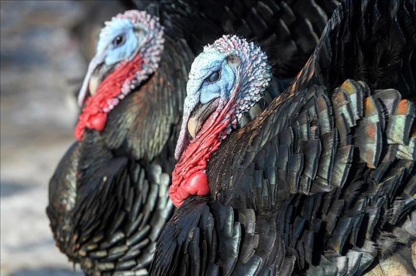 Yılbaşı sofralarının vazgeçilmez yemeği hindinin fiyatı belli oldu! Batıda yılın 12 ayı tüketiliyor Türkiye'de yılbaşında hatırlanıyor