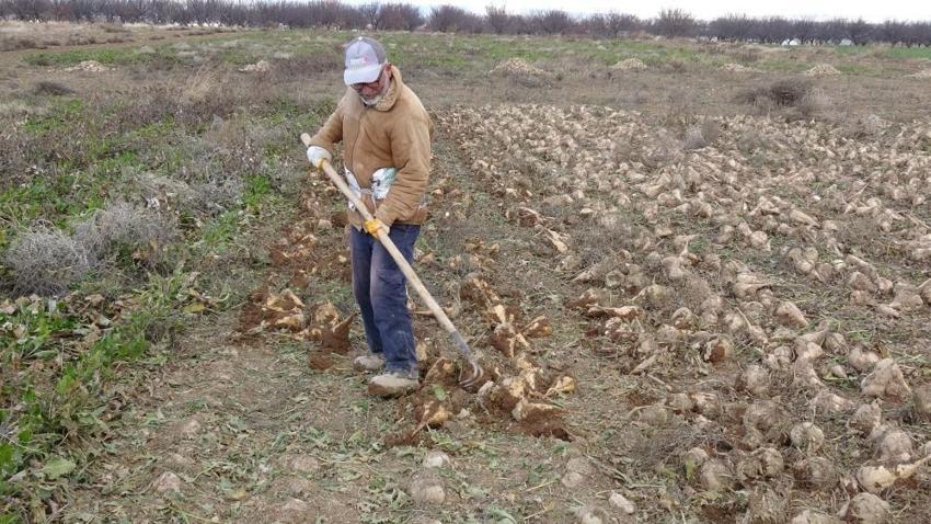 Malatya'da bir dönem kapandı: Üreticinin karı netleşti!