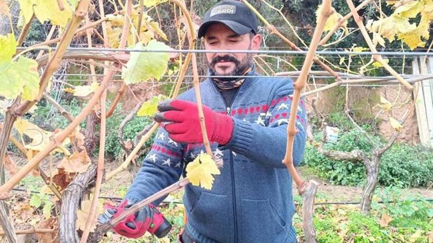 Manisa'da budama maliyetleri artınca üreticiler bağa indi!