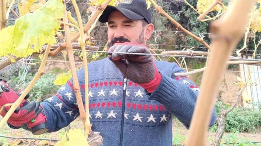 Manisa'da budama maliyetleri artınca üreticiler bağa indi!