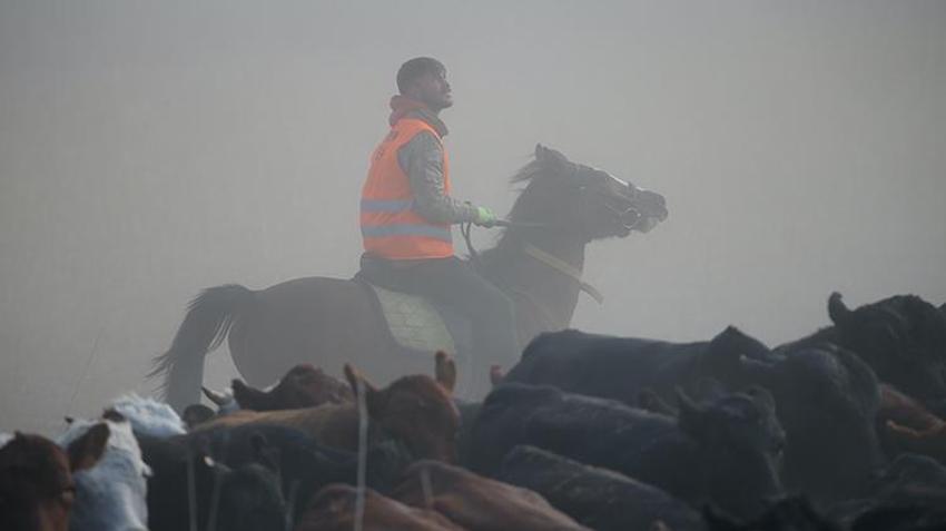 Ağrı Dağı'nın kovboyları görev başında! Yılkı atlarını eğitip tozu dumana katıyorlar