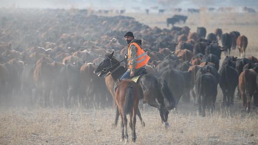 Ağrı Dağı'nın kovboyları görev başında! Yılkı atlarını eğitip tozu dumana katıyorlar