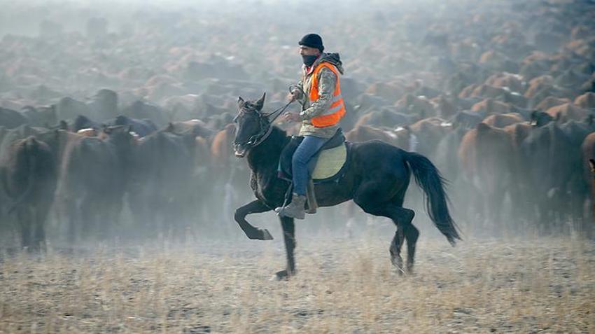 Ağrı Dağı'nın kovboyları görev başında! Yılkı atlarını eğitip tozu dumana katıyorlar