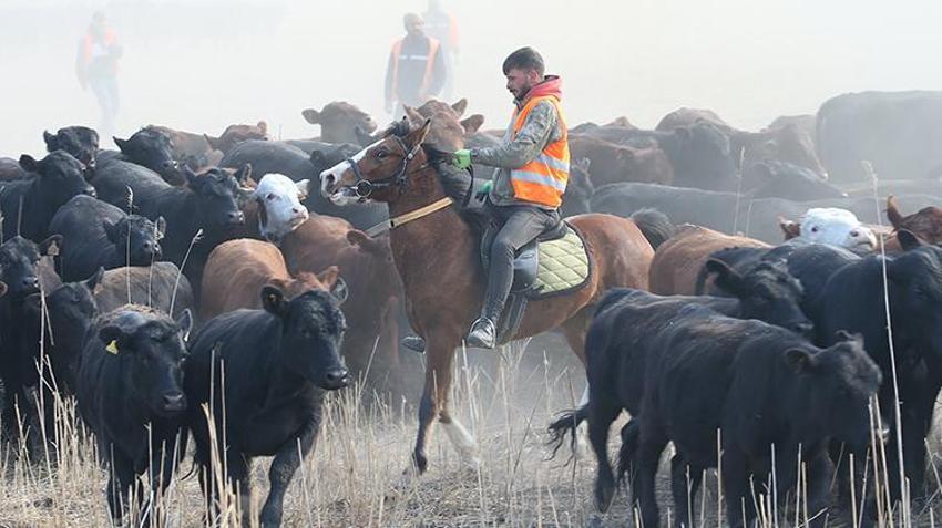Ağrı Dağı'nın kovboyları görev başında! Yılkı atlarını eğitip tozu dumana katıyorlar