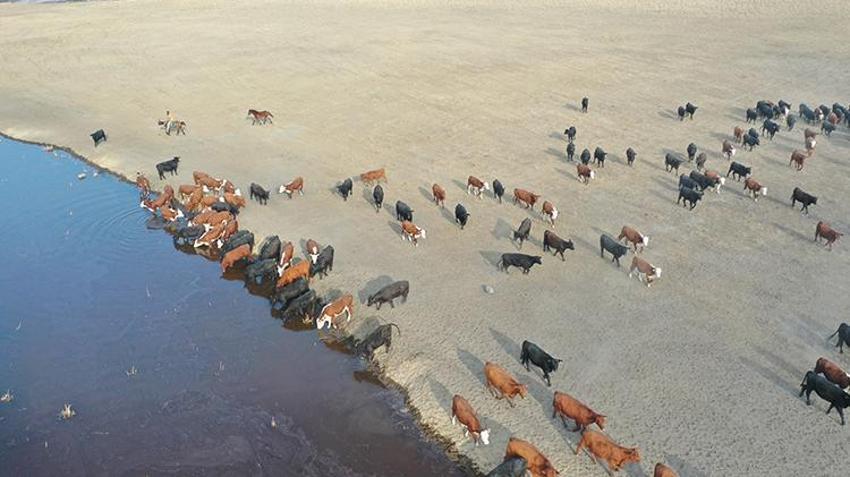 Ağrı Dağı'nın kovboyları görev başında! Yılkı atlarını eğitip tozu dumana katıyorlar