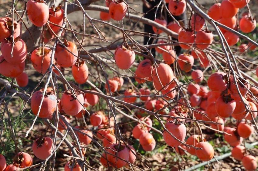 Adana'da tesisini kurdu, Almanya'ya ihracatını yaptı! Evde 50 TL, güneş altında 500 TL!