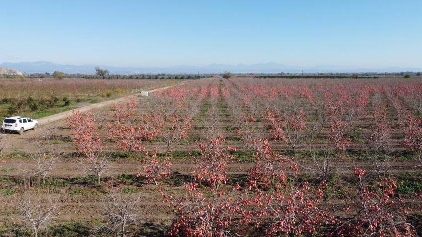 Adana'da tesisini kurdu, Almanya'ya ihracatını yaptı! Evde 50 TL, güneş altında 500 TL!