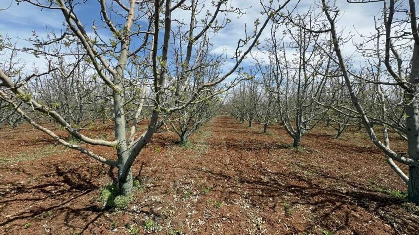 Eğirdir'de kuraklık alarmı verildi, çiftçiler susuz tarıma geçti