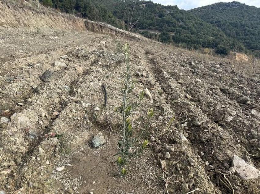 Eğirdir'de kuraklık alarmı verildi, çiftçiler susuz tarıma geçti