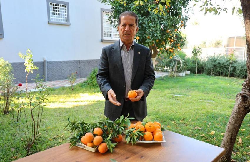 Adana'da dalında kaldı, 15 liradan 3 liraya düştü: Çiftçi ürünü toplayamıyor!