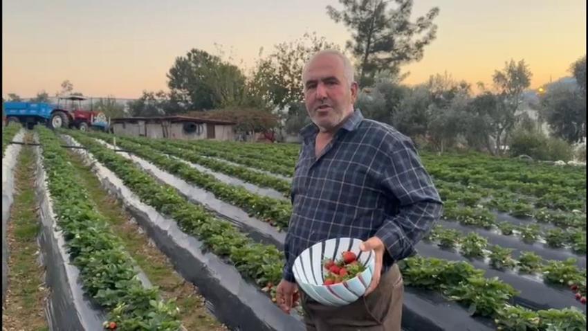 Mersin'de kış ortasında yaz meyvesi hasat ediyorlar! Dönüm başına 150 bin TL'lik maliyeti var, çiftçi zorlanıyor, tüketici şaşkın