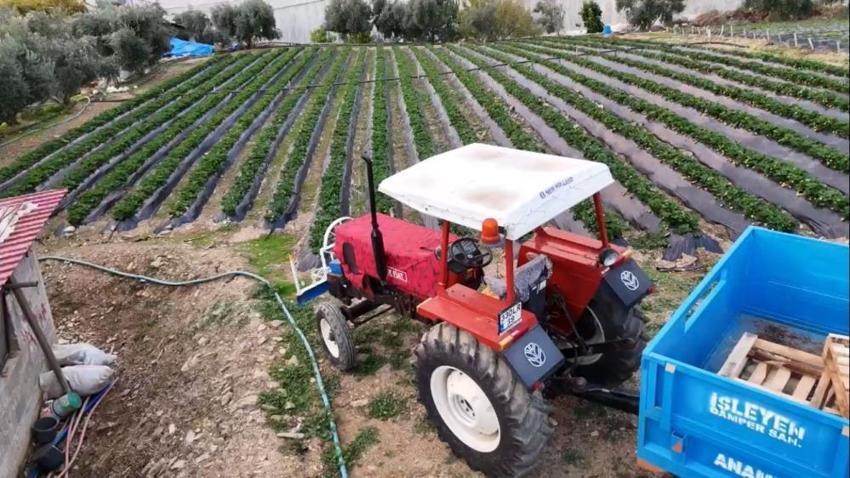 Mersin'de kış ortasında yaz meyvesi hasat ediyorlar! Dönüm başına 150 bin TL'lik maliyeti var, çiftçi zorlanıyor, tüketici şaşkın