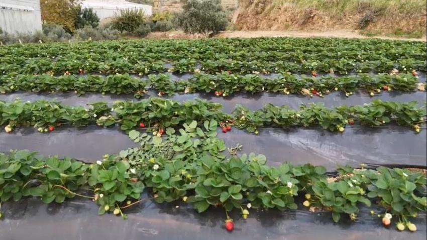 Mersin'de kış ortasında yaz meyvesi hasat ediyorlar! Dönüm başına 150 bin TL'lik maliyeti var, çiftçi zorlanıyor, tüketici şaşkın